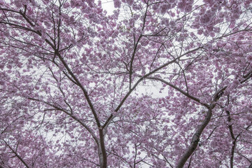 Cherry Blossom Trees on a Cloudy Spring Day (close up)