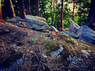 moss covered rocks