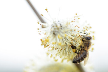 Pszczoła  © Katarzyna Judycka