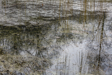 The tree is reflected in the water surface of the pond in the park