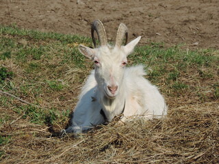 White domestic goat.