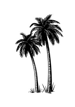 Tropical coconut palm trees. Black and white hand drawn vector. 