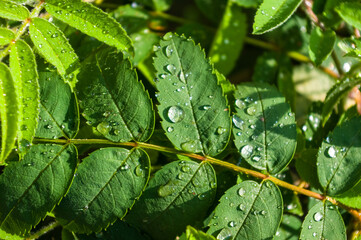Water drops after rain on the leaves of a dwarf mountain ash close-up, early spring on a warm sunny day, a bright beautiful background.