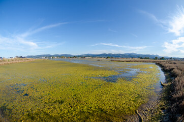 Oropos Greece wetland 