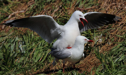 Rotschnabelmöwe / Red-billed gull / Larus scopulinus.