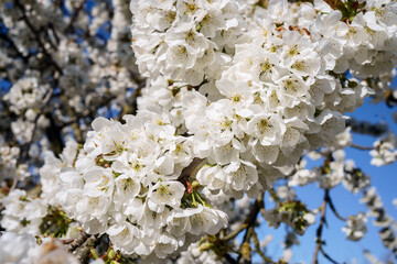 Branche de cerisier en fleurs ensoleillé, gros plan. 