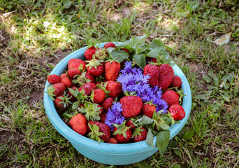 Bowl with red strawberries and blue cornflowers in garden