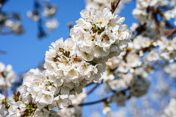 Branche de cerisier en fleurs ensoleillé, gros plan. 
Les abeilles sur les fleurs. 