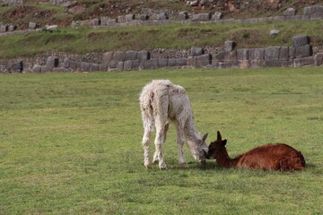 Fototapeta premium アルパカ