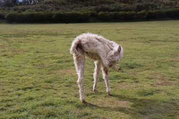 Obraz premium alpaca