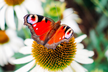 Close up on peacock eye buttergly