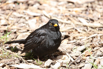 Amsel oder Schwarzdrossel / Blackbird / Turdus merula