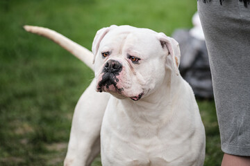 Russia, Krasnodar April 18, 2021-Dog show of all breeds. Dog German boxer breed of white color with...