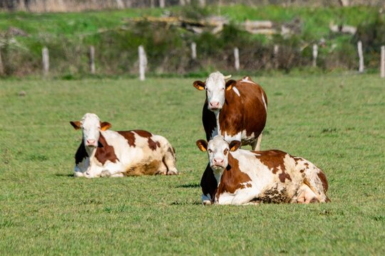 group of montbeliard cows in pasture
