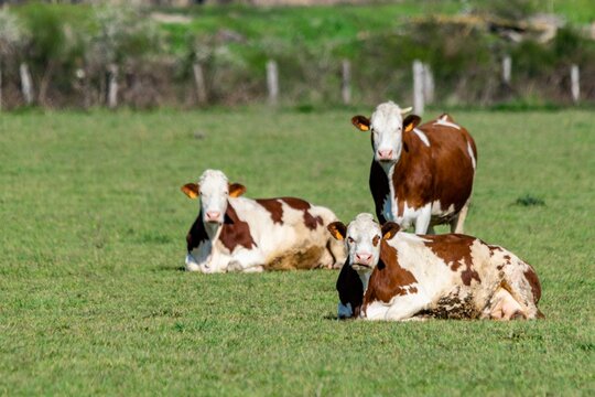 group of montbeliard cows in pasture