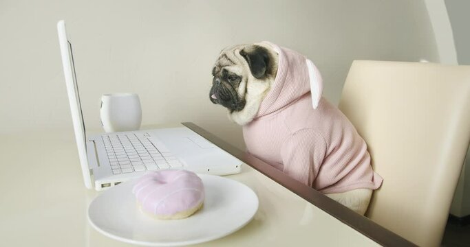 Cute pug dog dressed in funny pink costume, watching interesting, involved media content, movie with laptop, notebook at cozy kitchen at home. Sitting at the table with a donut. Funny dog concept. 