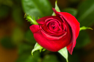 Beautiful Red Rose flower. Nature. close up, selective focus