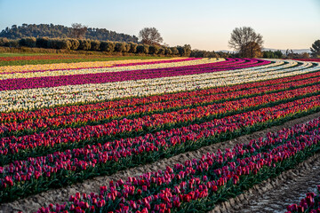 Champ de tulipes en Provence, France au printemps. Lever de soleil. Tulipes blanches, roses, violettes, rouges. 