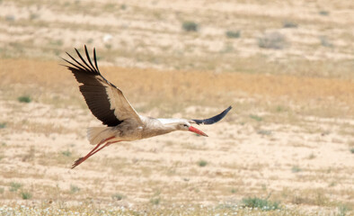 Obraz premium white stork is taking off