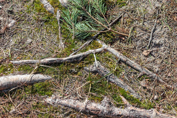 Ground with tree roots, pine tree branch, sand, stones
