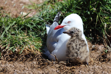 Rotschnabelmöwe / Red-billed gull / Larus scopulinus.