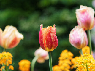 Orange-yellow fringed tulip blooms on the flower bed in the spring