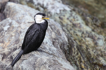 Australische Zwergscharbe oder Kräuselscharbe / Little pied cormorant or Little shag / Microcarbo melanoleucos
