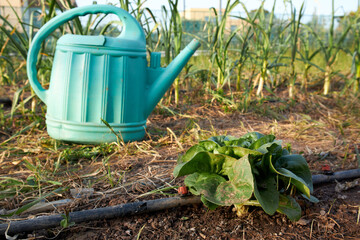 lettuce and watering can in vegetable garden