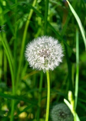 A faded dandelion with white seeds among the green grass.