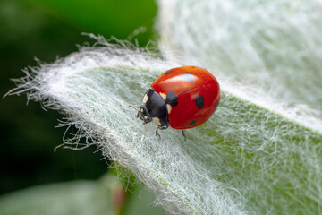 Extreme macro shots, Beautiful ladybug on flower leaf defocused background.