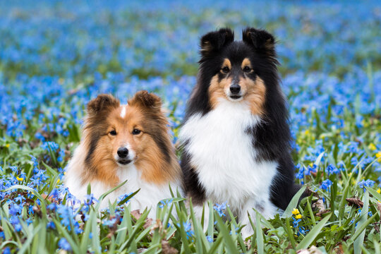 Cute sable black sable white shetland sheepdog, sheltie lies outdoors on a field of blooming  blue scilla snowdrops. Adorable small collie, little lassie portrait with first spring lily of the valley