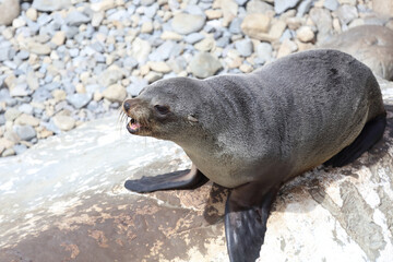 Naklejka premium Neuseeländischer Seebär / New Zealand fur seal / Arctocephalus forsteri