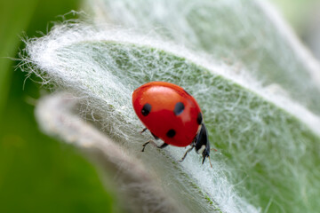 Extreme macro shots, Beautiful ladybug on flower leaf defocused background.