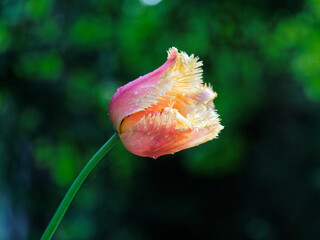 Orange-yellow fringed tulip blooms on the flower bed in the spring