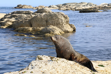 Neuseeländischer Seebär / New Zealand fur seal / Arctocephalus forsteri