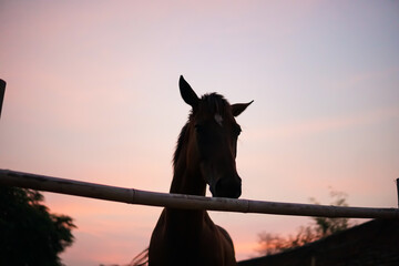 sunset and horse