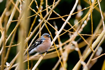 Chaffinch sitting in the branches of a thick bush. Spring. Wildlife.