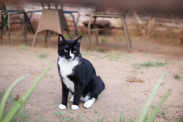 Obraz na płótnie Canvas black barn cat