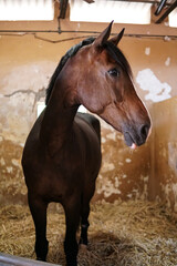 a big warmblood gelding is standing in the quarantine stable