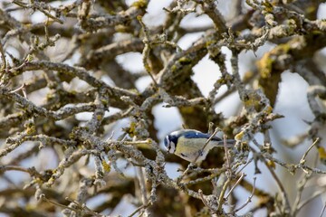 Blue Tit sitting in the branches of a thick bush. Spring. Wildlife.