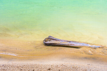 Thick tree branch in water near a lake shore, Chouwen Lake, Lebanon