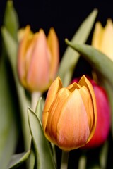 Naklejka premium Close-up view of a bouquet of tulips. Dark background. High definition.