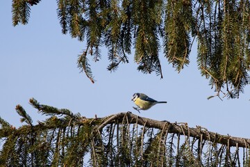 Eurasian blue tit bouncing on a spruce branch. Wildlife.