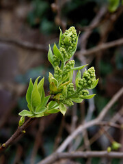 twigs with growing green leaves  at spring