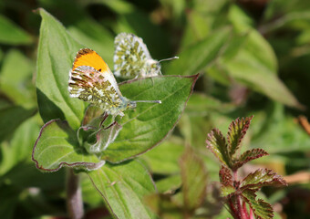 A male and female Orange Tip Butterfly resting ona plant. Focus is on the eye of the male with the female behind in soft focus. This is prior to mating. Scientific name anthocharis cardamines