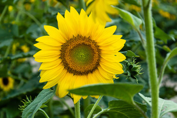 Beautiful sunflower on a blurred nature background