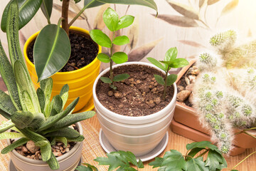 Different houseplants in pots at home. Young little plant zamiokulkas in pot close up. Growing indoor homeplants	
