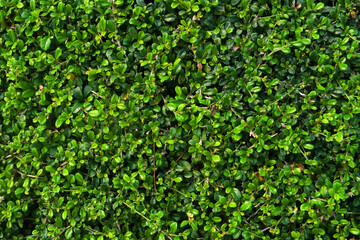 Fresh small green leaves wall background on garden