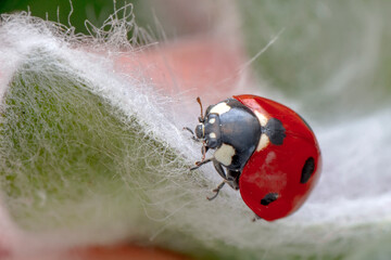 Extreme macro shots, Beautiful ladybug on flower leaf defocused background.