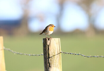 A Robin perched on a fence post with barbed wire enjoying the morning sun. Scientific name erithacus rubecular